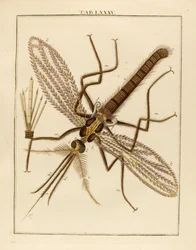 Mosquito magnificado, 1768